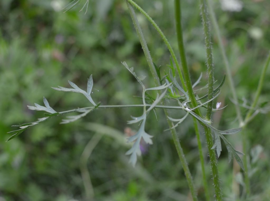 Daucus carota?
